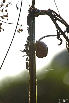 Schnecken im Licht